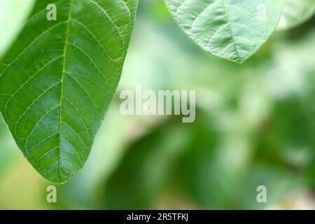 Frische Guavablätter im Garten mit verschwommenem Hintergrund. Guava-Blätter verschließen Stockfoto