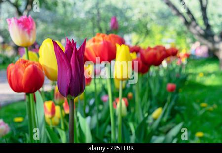 Bunte Gesner-Tulpen im Stadtpark. Frühlingsblühende Tulpen. Stockfoto
