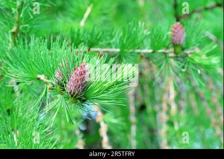 Junge Zapfen aus sibirischer Tanne. Kleine Tannenschüsse. Stockfoto