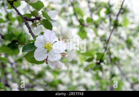 Im Frühling blühender wilder Apfelbaum. Zweig eines blühenden Apfelbaums. Frühling. Stockfoto