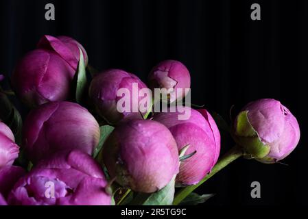 Pfingstrosen auf schwarzem Hintergrund. Stockfoto