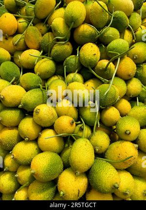 Frische, gesunde süße, bittere Riesenkürbis, die zum Verkauf angeboten werden.Dieses Foto wurde aus Bangladesch gemacht. Stockfoto