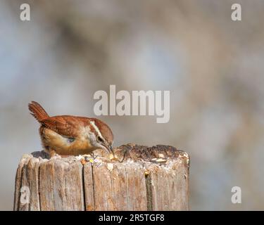 Nahaufnahme eines braunen Vogels auf einem Holzpfahl, der an einer Handvoll Samen knabbert Stockfoto