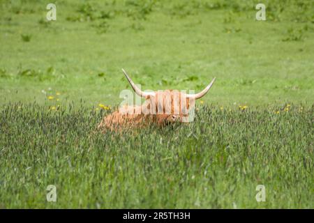 Highland Cow eine schottische Rasse rustikaler Rinder im Gras Stockfoto