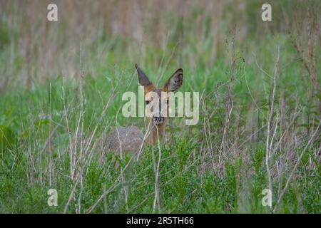 Rotwild, versteckt unter hohen Gräsern auf dem Land Stockfoto