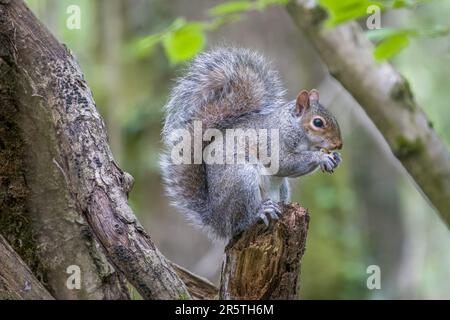 Nahaufnahme eines grauen Eichhörnchens auf einem Baum, das eine Nuss mit verschwommenem Hintergrund isst Stockfoto