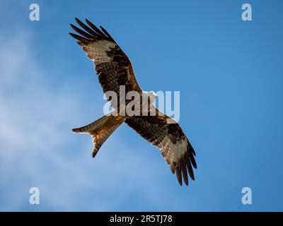 Ein prächtiger Roter Drachen (Milvus milvus), der über Ihnen fliegt und vom blauen Himmel von Ceredigion in Mid-Wales hinunter blickt. Stockfoto