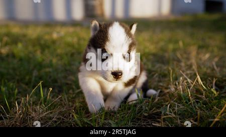 Husky Hündchen läuft auf dem Rasen. Spielerisches Hündchen im Freien. Der Hündchen Husky läuft auf dem grünen Gras im Park. Husky Hündchen draußen. Stockfoto