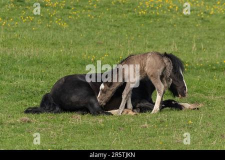 Ein Pferd und Fohlen. Das Fohlen versucht, das Pferd zum Stehen zu bringen, damit es Futter bekommt. Stockfoto