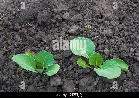 Junge Kohlsprossen, Blick von oben. Bio-Gemüse Stockfoto