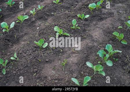 Junge Kohlsprossen, Blick von oben. Bio-Gemüse Stockfoto