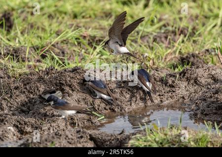 Delichon Urbica, eine Herde von Haus martins (Großbritannien), sammelt Schlamm für das Nisten in Yorkshire, England. Stockfoto