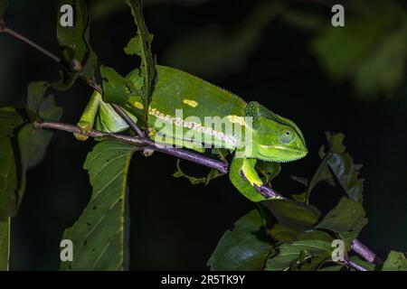 Ein Chamäleon sitzt nachts auf einem Ast im Majete-Wildreservat, Malawi – wahrscheinlich derselbe Flossenkopf-Chamäleon (Chamaeleo dilepis), der kurz zuvor fotografiert wurde, erkennbar an seinen spitzen Körperschuppen und dem blassen Seitenstreifen. Stockfoto