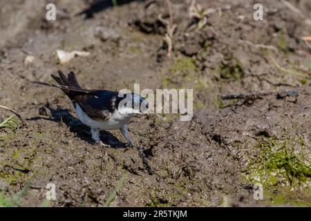 Ein Single House Martin (Delichon Urbica), der Schlamm in Yorkshire, England sammelt. Der Schlamm wird für den Nestbau verwendet. Stockfoto