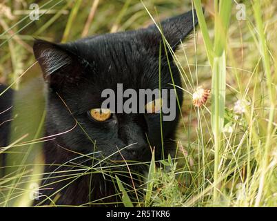 Porträt einer schwarzen Katze hautnah Stockfoto