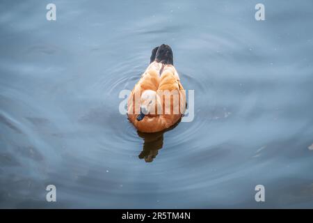 Ruddy Shelduck, oder rote Ente, lat. Tadorna ferruginea, Schwimmen auf einem See. Es ist Wasservögel Familie von Enten, ähnlich wie die gemeinsame. Der Vogel hat einen Orang Stockfoto