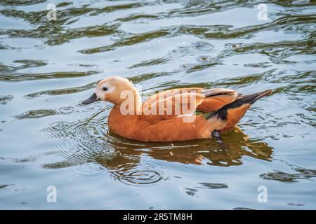 Ruddy Shelduck, oder rote Ente, lat. Tadorna ferruginea, Schwimmen auf einem See. Es ist Wasservögel Familie von Enten, ähnlich wie die gemeinsame. Der Vogel hat einen Orang Stockfoto