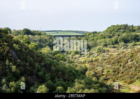 Das West Okement River Valley unter dem Meldon Viadukt in der Nähe von Okehampton in Devon ist von Busch und jungen Wäldern geprägt. Stockfoto