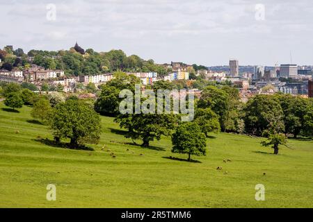 Hirsche grasen auf der landschaftlich gestalteten Parklandschaft am Ashton Court in Bristol, mit dem Stadtbild aus Häusern und Hochhäusern dahinter. Stockfoto
