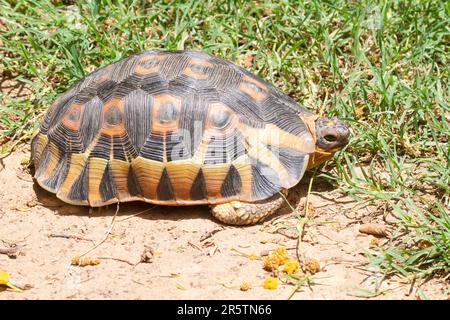 Angulierschildkröte (Chersina angulata), die an der südlichen Spitze Afrikas endemisch ist und einen einzigen, ungeteilten Halsschirm hat Stockfoto