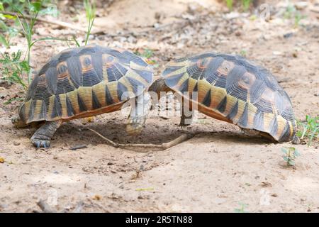 Zwei männliche angulierende Schildkröten (Chersinia angulata), die während der Brutzeit kämpfen, Westkap Südafrika Stockfoto