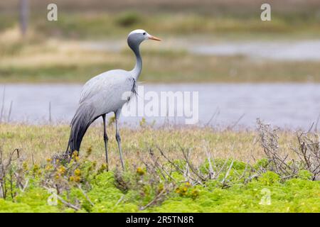 Blauer Kran / Stanley Kran / Paradise Crane (Anthropoides paradiseus) mit Blick auf eine flüchtige Pfanne, Overberg, Westkap, Südafrika. Stockfoto