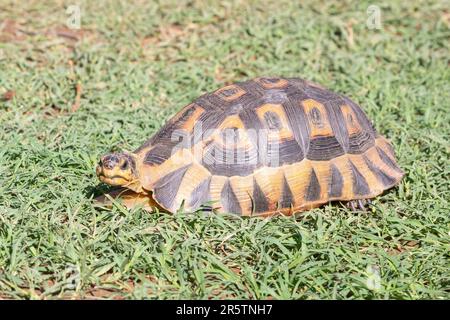 Angulierschildkröte (Chersina angulata), die an der südlichen Spitze Afrikas endemisch ist und einen einzigen, ungeteilten Halsschirm hat Stockfoto