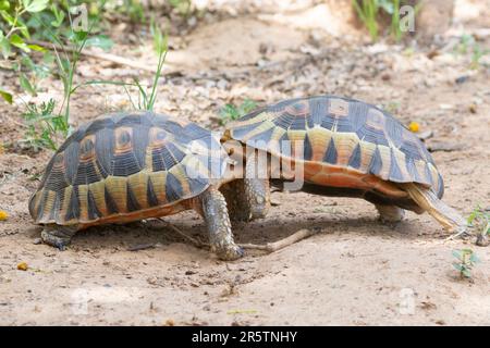 Zwei männliche angulierende Schildkröten (Chersinia angulata), die während der Brutzeit kämpfen, Westkap Südafrika Stockfoto