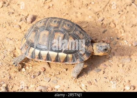 Baby-Winkelschildkröte (6cm lang) (Chersina angulata), Westkap, Südafrika Stockfoto