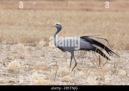 Blauer Kran / Stanley Kran / Paradise Crane (Anthropoides paradiseus) Overberg, Westkap, Südafrika. Gelistet als aufgrund von Verlust von Lebensräumen gefährdet Stockfoto