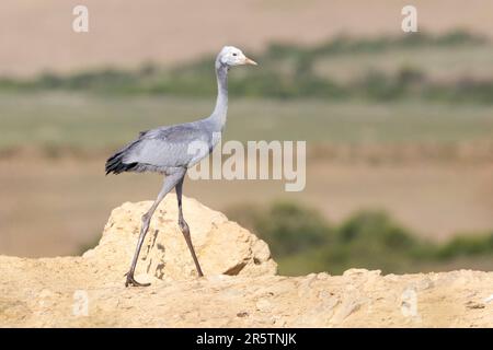 Blue Crane, Stanley Crane oder Paradise Crane (Anthropoides paradiseus) juvenile, Overberg, Westkap, Südafrika Stockfoto