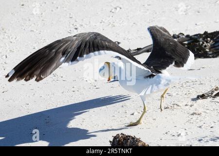 Seetang Gull (Larus dominicanus vetula), der afrikanisches Pinguinei ( Spheniscus demersus) in der Zuchtkolonie am Boulders Beach, Simonstown, Western stiehlt Stockfoto