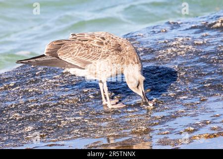 Jungfische Kelp Gull ( Larus dominicanus vetula), die sich von Schalentieren auf den Felsen ernähren, Westkap, Südafrika Stockfoto