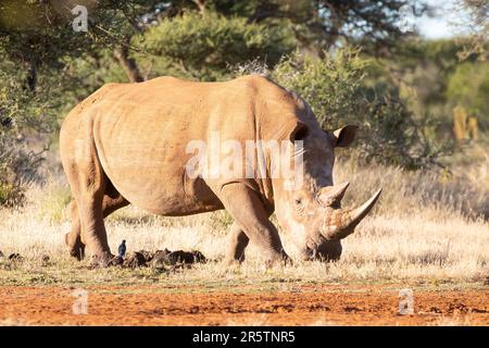 Weißes Nashorn (Ceratotherium simum) in der Wildnis Südafrikas. Rhinoceros mit intakten Hörnern, gelistet als nahezu bedrohte Art Stockfoto