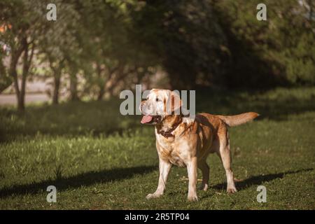 Ein Fawn Labrador spielt auf einem Spaziergang mit einem Ball Stockfoto