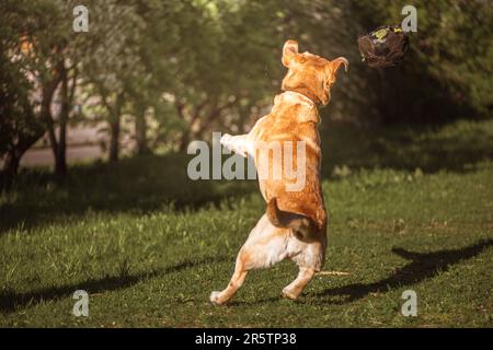 Ein Fawn Labrador spielt auf einem Spaziergang mit einem Ball Stockfoto