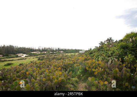 Kaktushügel in Ganh Ong, Bai xep Beach im Film "Gelbe Blumen auf grünem Gras" oder "toi thay hoa Vang tren Co xanh" in der Provinz Phu Yen, vietnam Stockfoto