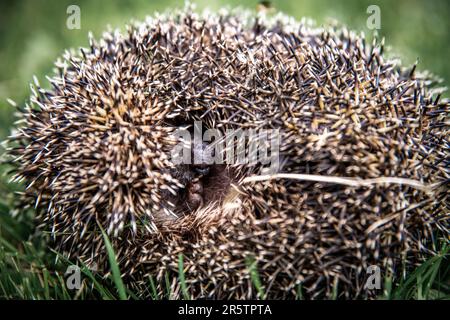 Igel im Gras aus der Nähe rollte sich zu einem Ball auf seiner Seite. Tiere in freier Wildbahn. Tiere im Wald. Igelporträt mit Nadeln. Kleinsäuger Stockfoto