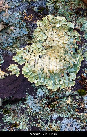 Verschiedene Arten von Flechten, die in den Pocono Mountains in Pennsylvania auf einem moosbedeckten Felsen wachsen Stockfoto