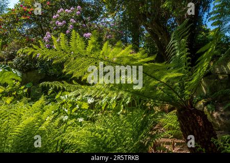 Riesige Farne mit Hintergrundbeleuchtung im Sommersonnenschein. Stockfoto