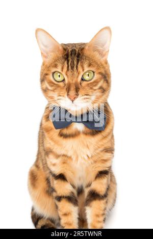 Die niedliche, elegante rote Katze sitzt in einer Fliege auf weißem Hintergrund. Stockfoto