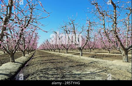 Pfirsich-Obstgasse - Kalifornien Stockfoto