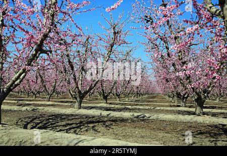 Im Pfirsichgarten - Kalifornien Stockfoto