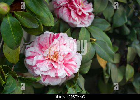 Nahaufnahme von eleganten rosa Kamelienblumen mit roten Streifen, die von einem Kamelienbaum gezüchtet wurden, der Anfang Frühling blühte Stockfoto