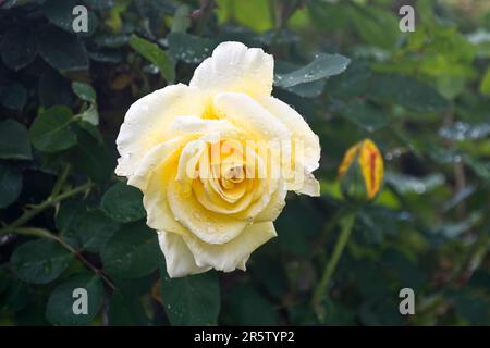 Nahaufnahme von leuchtenden gelben Rosenblumen mit grünen Blättern Stockfoto