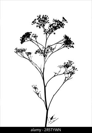 Gras / Pflanze / Silhouette / Vektor. Ideal für Ihren Einsatz Stock Vektor