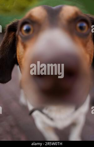 Hundegesicht mit Nase nahe am Kameraobjektiv, Unschärfe, Weichzeichner, Nahaufnahme. Der Hund steckt seine Nase in die Linse. Unschärfe-Bokeh. Lustige Hundenase Stockfoto