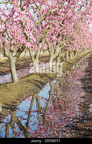 Reflexion im Pfirsichgarten vertikal - Kalifornien Stockfoto