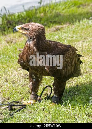 Ein gefesselter Goldener Adler, Aquila Chrysaetos, steht auf einem Feld. Stockfoto