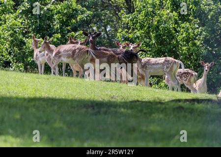 Damhirsche, Dama dama. Das Konzept der Tierfamilie. Schwarzwild auf einer Wiese. Stockfoto